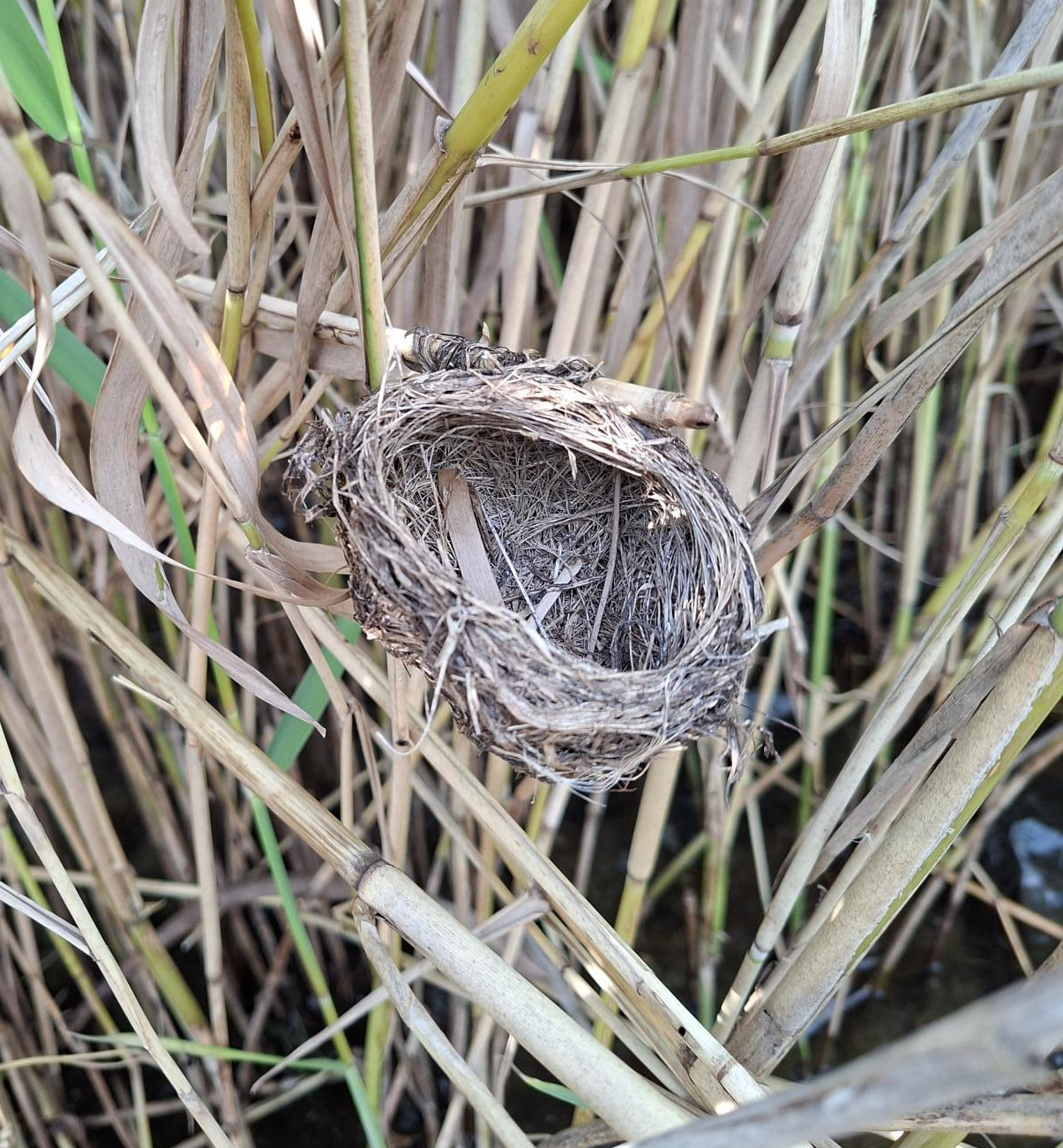 Oud nest van een in riet broedende vogelsoort