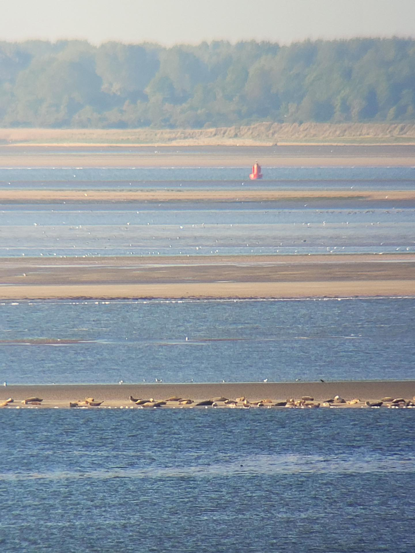 Rustende zeehonden op ruime afstand van het werkterrein
