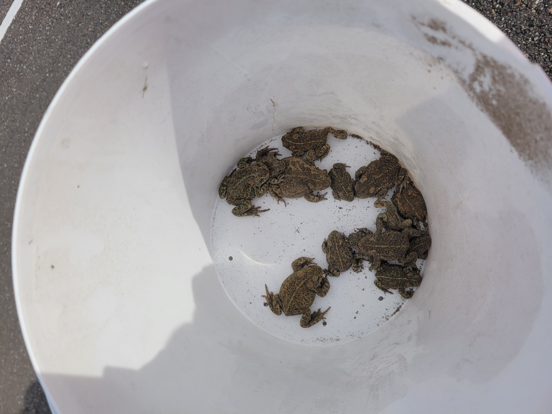 Weggevangen rugstreeppadden uit het toekomstige werkterrein