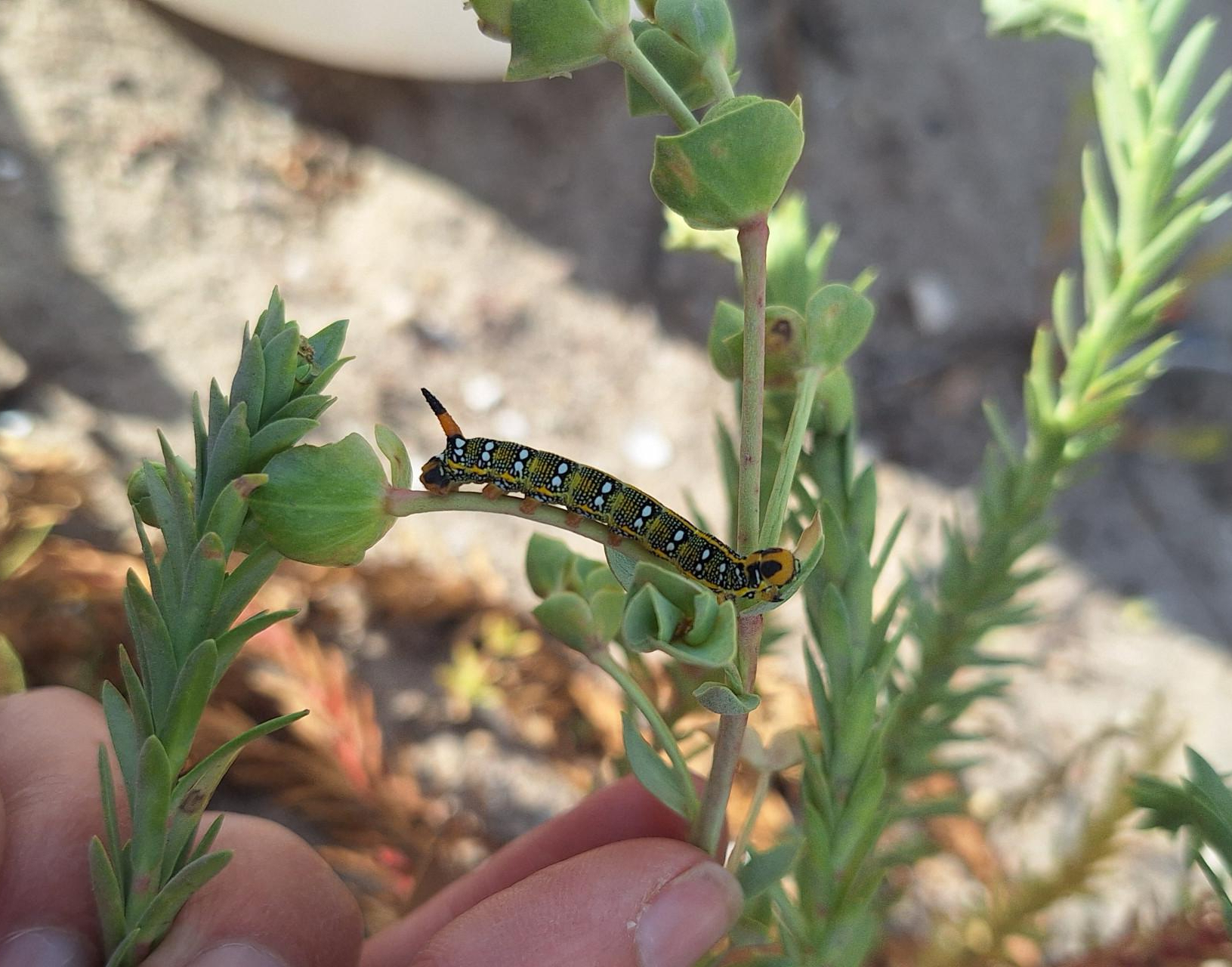 Rups van de wolfsmelkpijlstaart