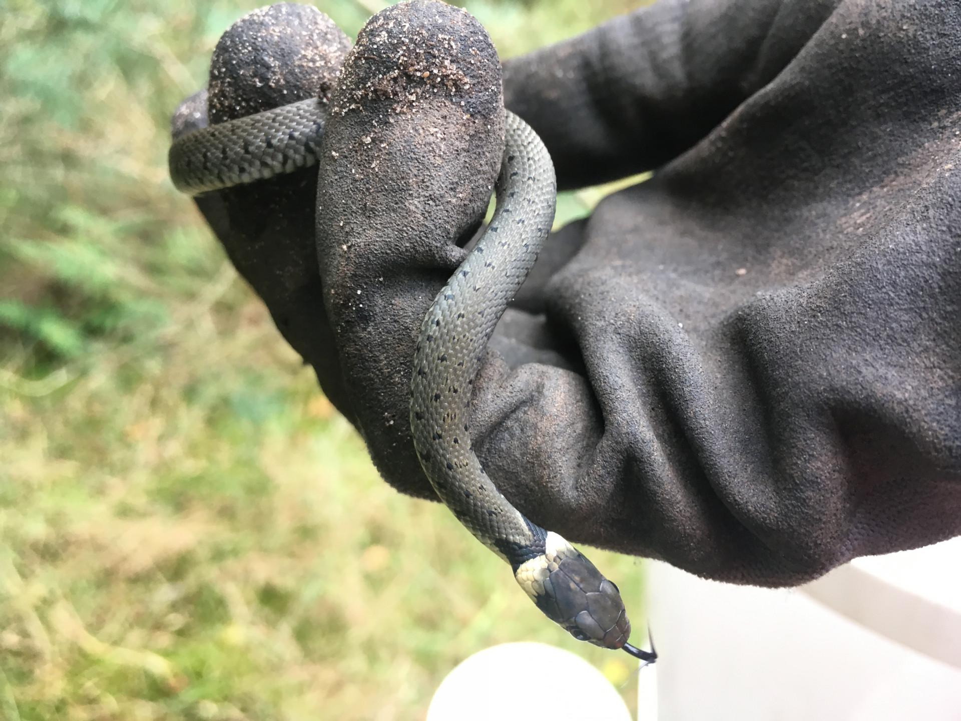 Ringslang, weggevangen op het ecoduct